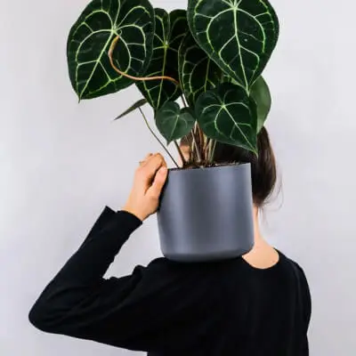 Plants Store Gallery Img 1